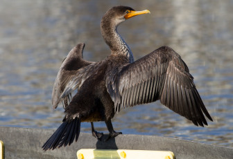 Картинка животные Чайки +бакланы +крачки баклан