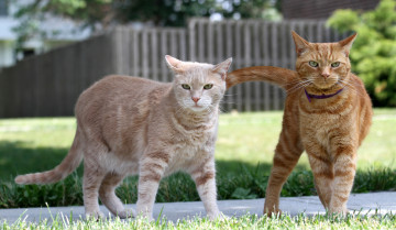 Картинка животные коты кошки