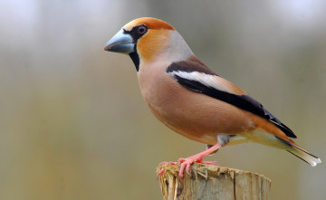 Картинка животные птицы дубонос