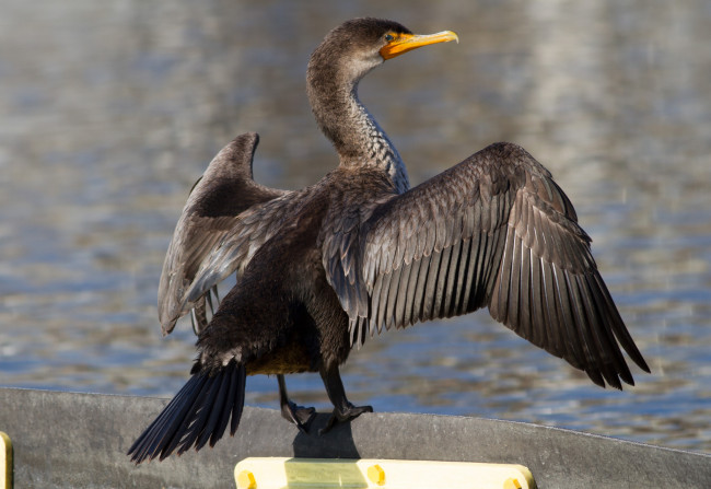 Обои картинки фото животные, Чайки,  бакланы,  крачки, баклан