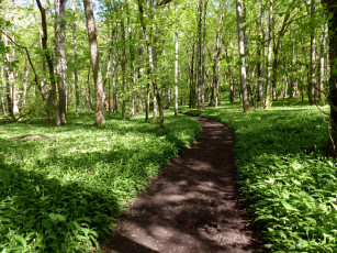 Картинка природа дороги зелень дорожка лес