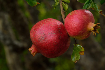 Картинка природа плоды гранаты