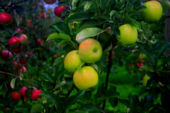 Картинка природа плоды яблоки
