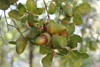 Картинка природа шишки +жёлуди +каштаны дуб