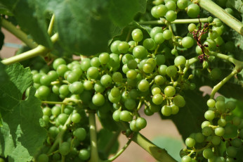 Картинка природа Ягоды +виноград лоза