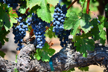 Картинка природа Ягоды +виноград лоза