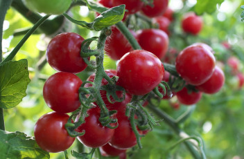 Картинка природа плоды томаты помидоры