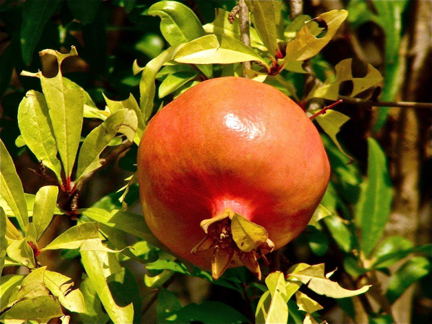 Обои картинки фото природа, плоды, гранат