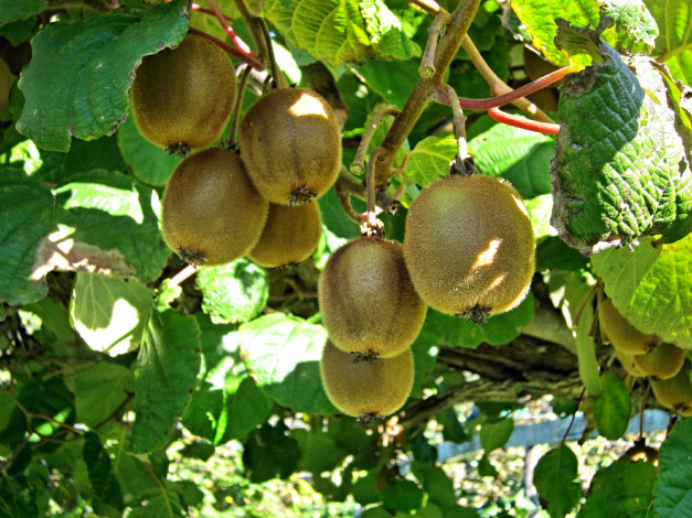 Обои картинки фото природа, плоды, киви