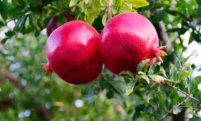 Обои картинки фото природа, плоды, гранаты