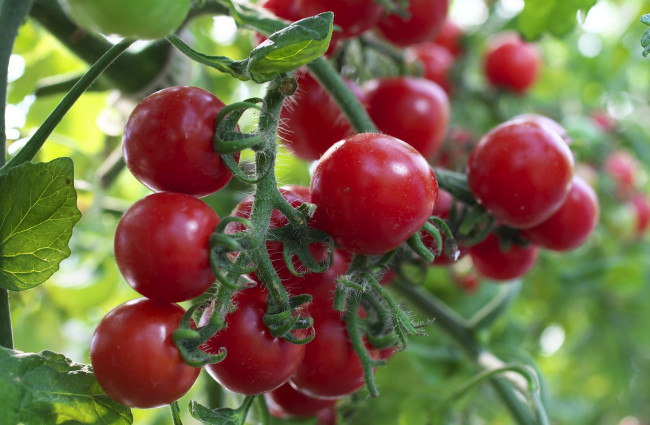 Обои картинки фото природа, плоды, томаты, помидоры