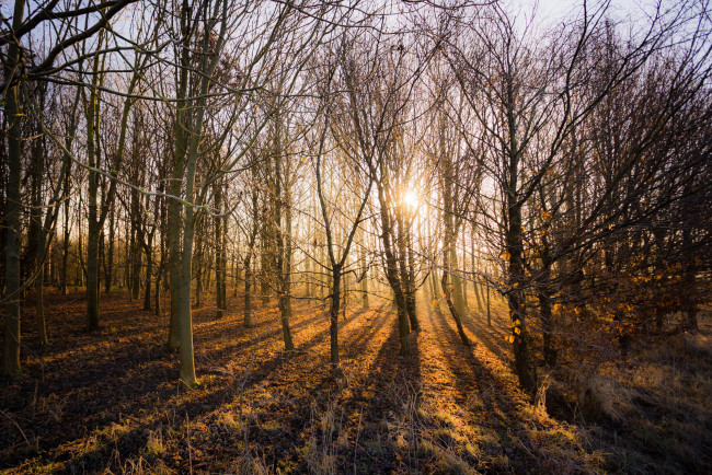 Обои картинки фото природа, лес, свет, осень