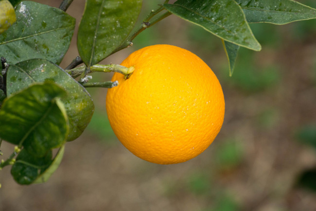 Обои картинки фото природа, плоды, апельсин