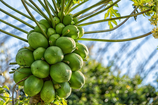 Обои картинки фото природа, плоды, тропики