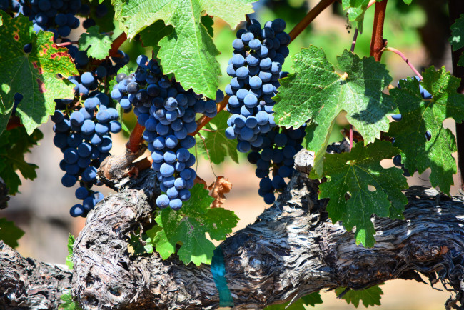 Обои картинки фото природа, Ягоды,  виноград, лоза