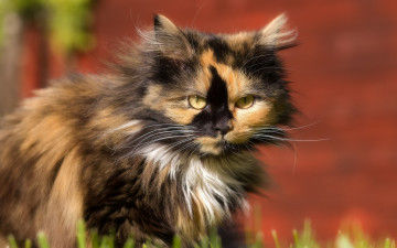 Картинка кот животные коты