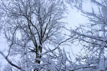 Картинка природа зима снег