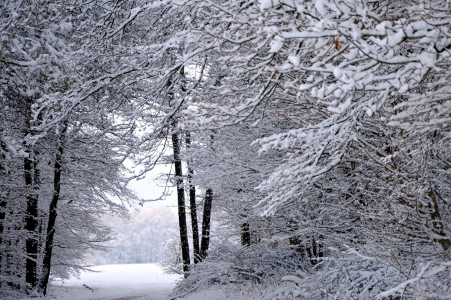 Обои картинки фото природа, зима, снег