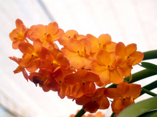 Картинка цветы орхидеи экзотика