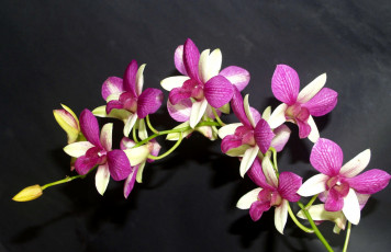 Картинка цветы орхидеи экзотика