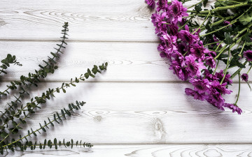 Картинка цветы хризантемы лиловые