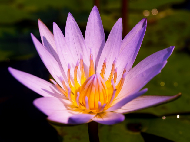 Обои картинки фото цветы, лотосы, макро