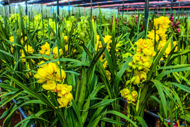 Обои картинки фото цветы, орхидеи, желтые