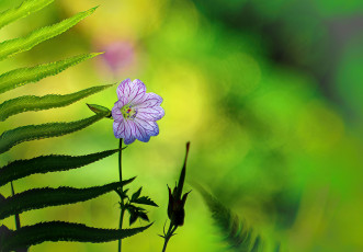 Картинка цветы луговые+ полевые +цветы макро