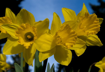 Картинка цветы нарциссы