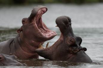 обоя животные, бегемоты