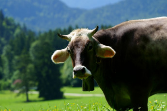 обоя животные, коровы,  буйволы, корова