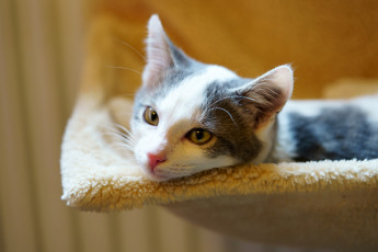 Картинка животные коты кот кошка