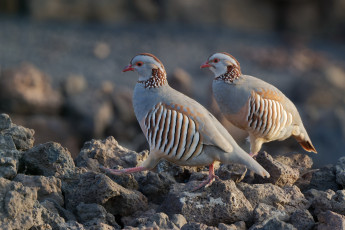 Картинка животные птицы пара