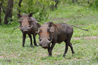 обоя животные, свиньи,  кабаны, кабан