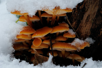 Картинка природа грибы зимний гриб