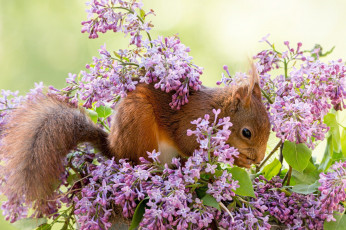 Картинка животные белки белка