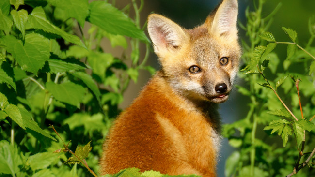 Обои картинки фото животные, лисы, лиса