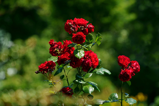 Обои картинки фото цветы, розы