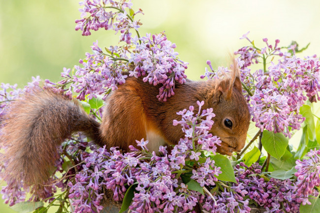 Обои картинки фото животные, белки, белка