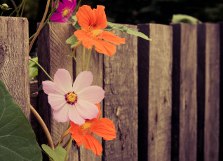 обоя цветы, разные вместе