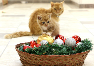 Картинка животные коты кот кошка