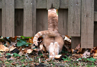 Картинка животные коты кот кошка