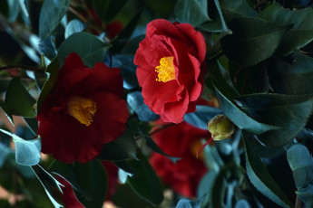 обоя цветы, камелии, камелия