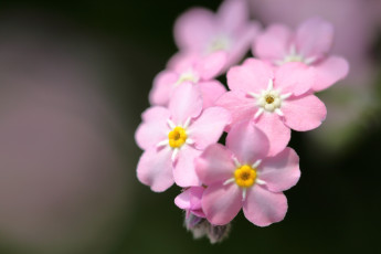 обоя цветы, незабудки