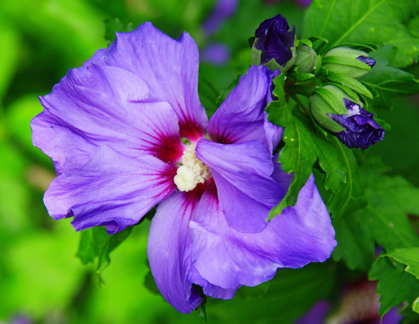 Обои картинки фото цветы, гибискусы, цветок