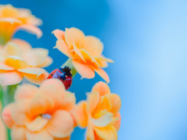 Обои картинки фото животные, божьи коровки, цветы