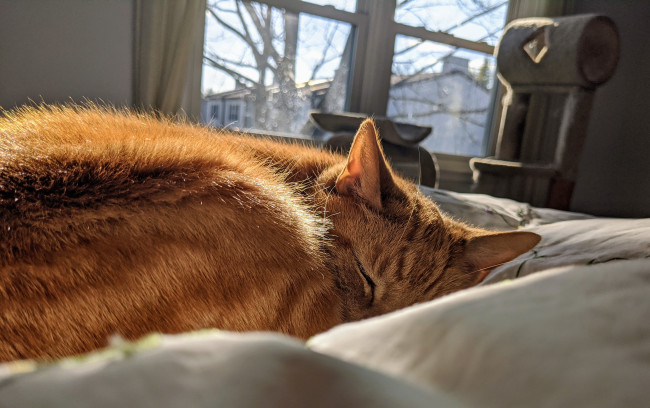 Обои картинки фото животные, коты, кот, кошка