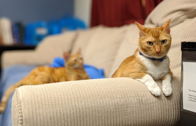 Обои картинки фото животные, коты, кот, кошка