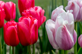 Картинка цветы тюльпаны