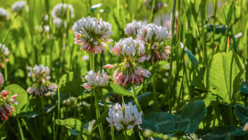 обоя цветы, луговые , полевые,  цветы, клевер